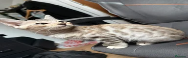 Bengal 2