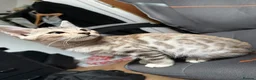 Bengal cats for sale: 1 bengal kitten LEFT! READY NOW! - Advert 9