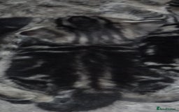 Mixed Breed cats for sale: Bengal mix - Image 2