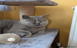 British Shorthair cats for sale: 2 British short hair cats for sale.  - Image 3