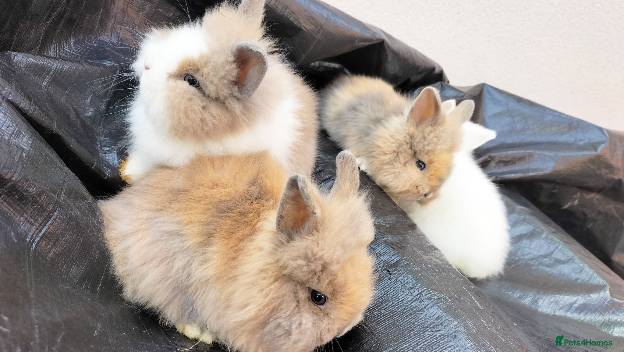 Lionhead rabbits Beautiful Lionhead Baby Bunnies – Very Friendly! - Advert 1