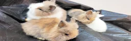 Lionhead rabbits for sale: Beautiful Lionhead Baby Bunnies – Very Friendly! in Smethwick - Advert 1