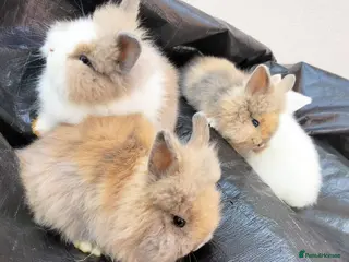 Lionhead rabbits for sale: Beautiful Lionhead Baby Bunnies – Very Friendly! - Advert 2