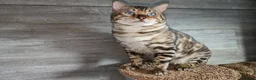 Bengal cats for stud: AMAZING SNOW LYNX STUD BENGAL TICA reg  in Harlow - Advert 4