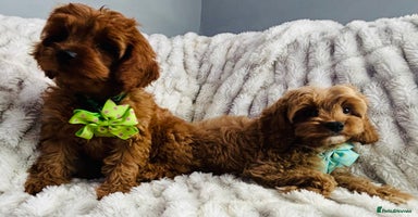 Cavapoo dogs - Advert 3