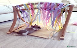 Chihuahua dogs for sale:  Beautiful pedigree chihuahua puppies KC champions - Image 11