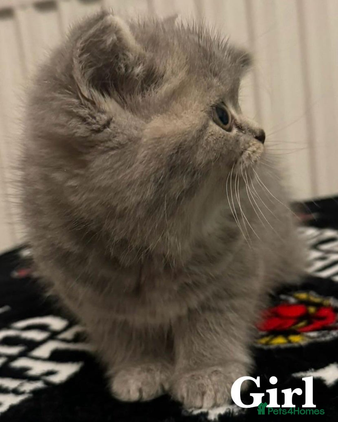 British Shorthair cats for sale: British shorthair X Persian kittens for sale ready - Advert 7