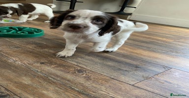Sprocker dogs - Advert 3