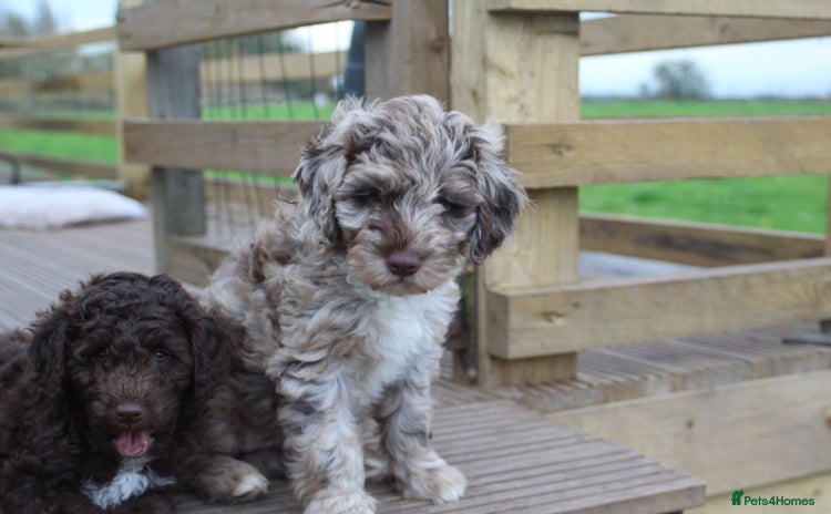 Australian Labradoodle dogs - Advert 1