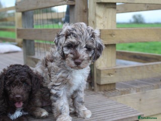 Australian Labradoodle dogs - Advert 2