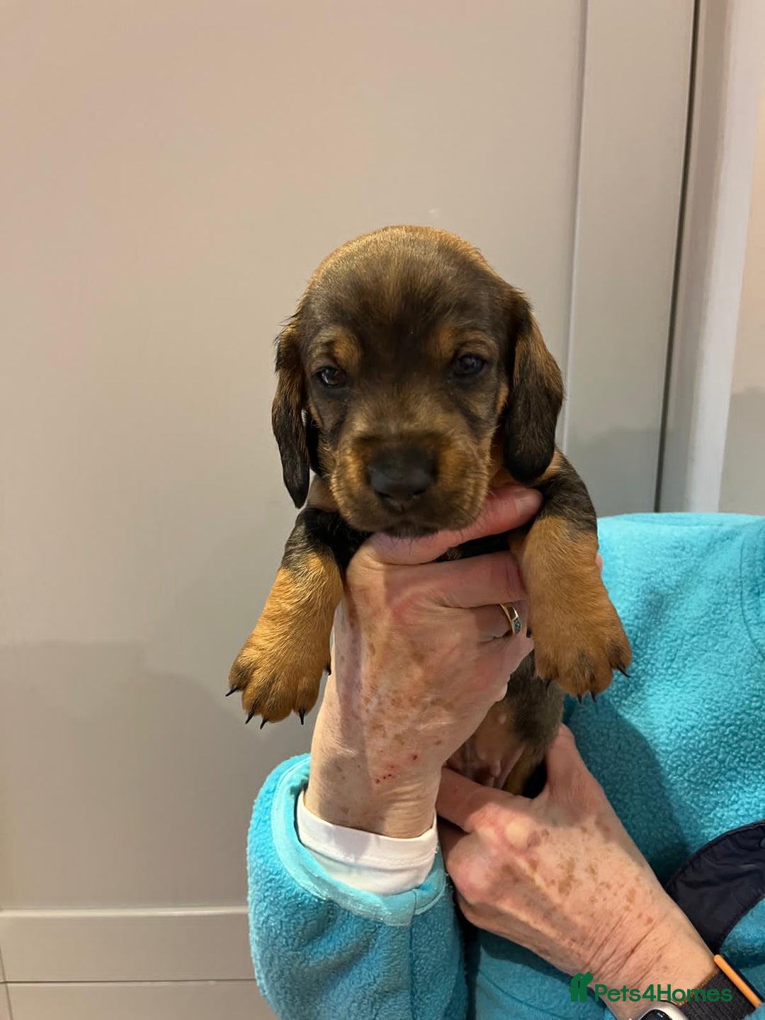 Dachshund dogs for sale: Standard Wire Haired Dachshund puppies - Advert 13