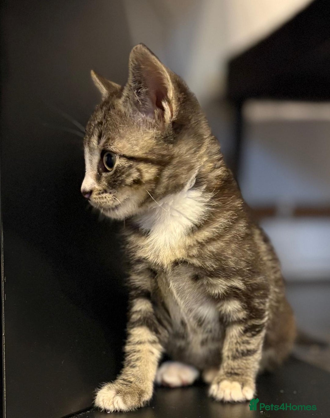 Mixed Breed cats for sale: 3 beautiful tabby kittens  - Advert 4