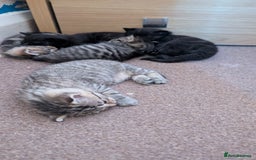 Mixed Breed cats for sale: Kittens for sale - Image 15