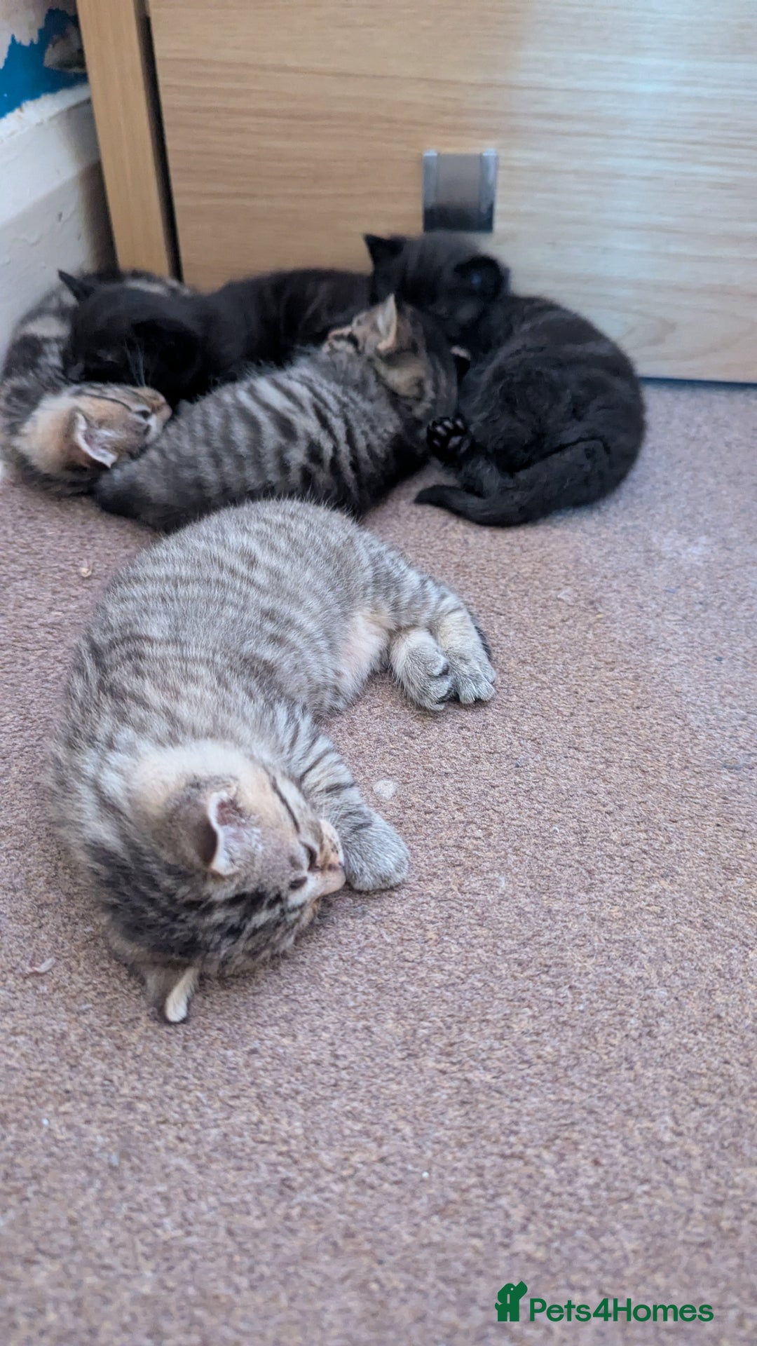 Mixed Breed cats for sale: Kittens for sale - Image 15