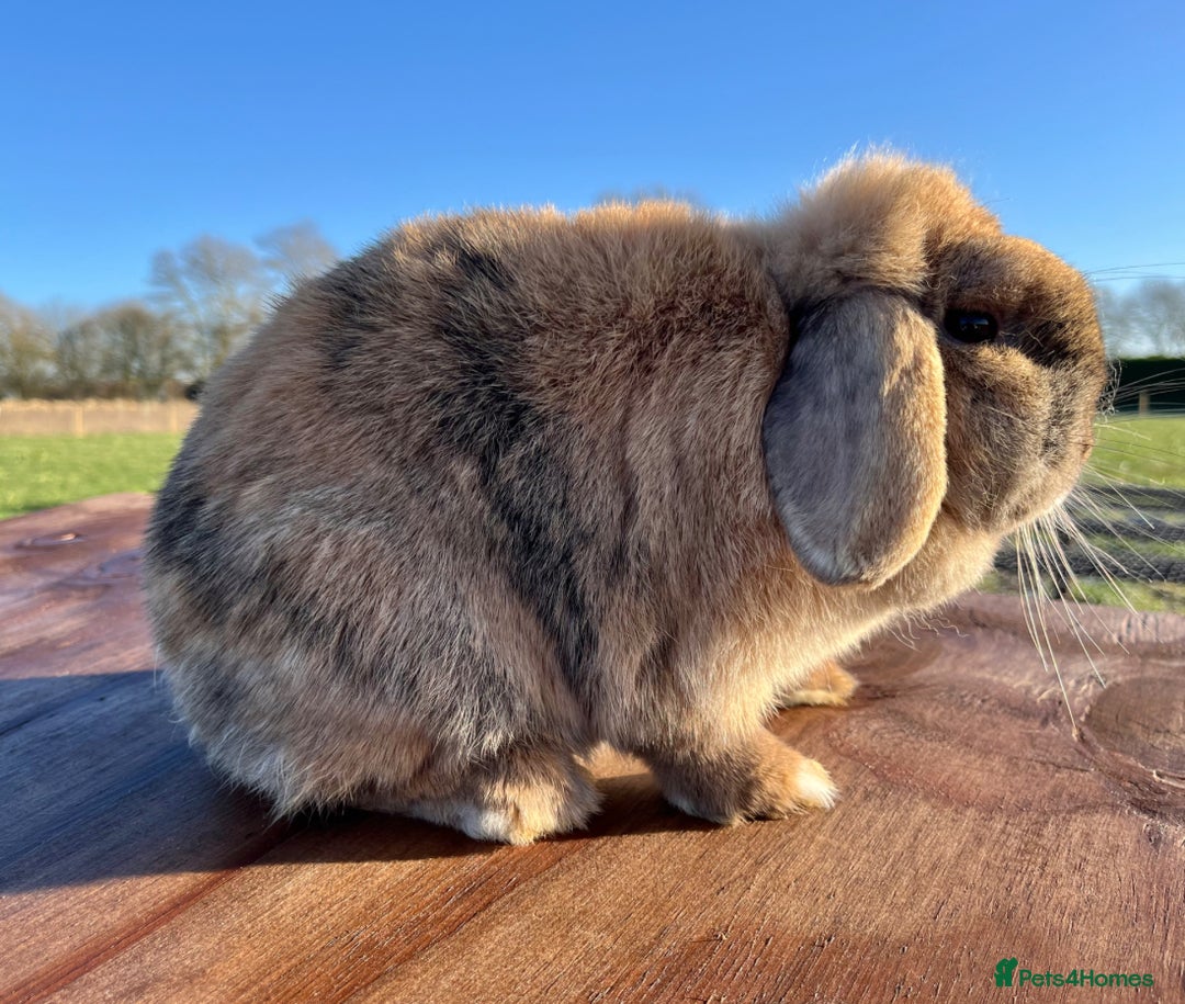 Mini Lop rabbits for sale: Mini lop does available  - Image 5