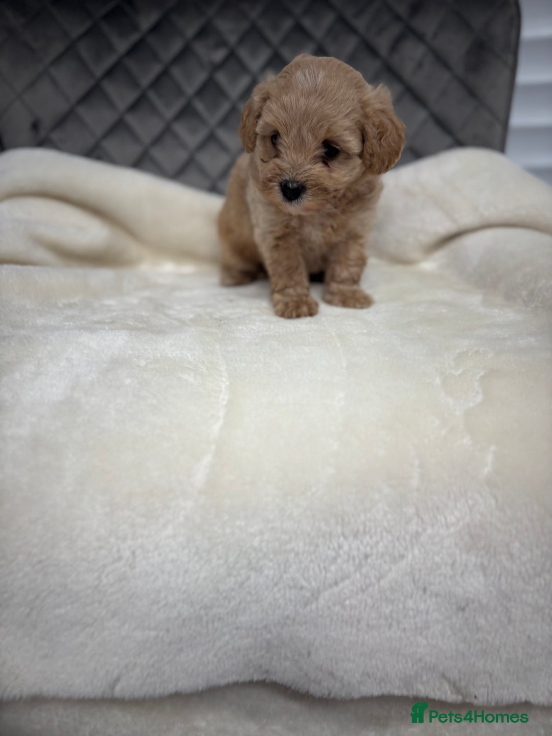 Maltipoo dogs for sale: F1 maltipoo puppies  - Image 5