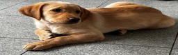 Labrador Retriever dogs for sale: 9 beautiful Labrador puppies  - Advert 3