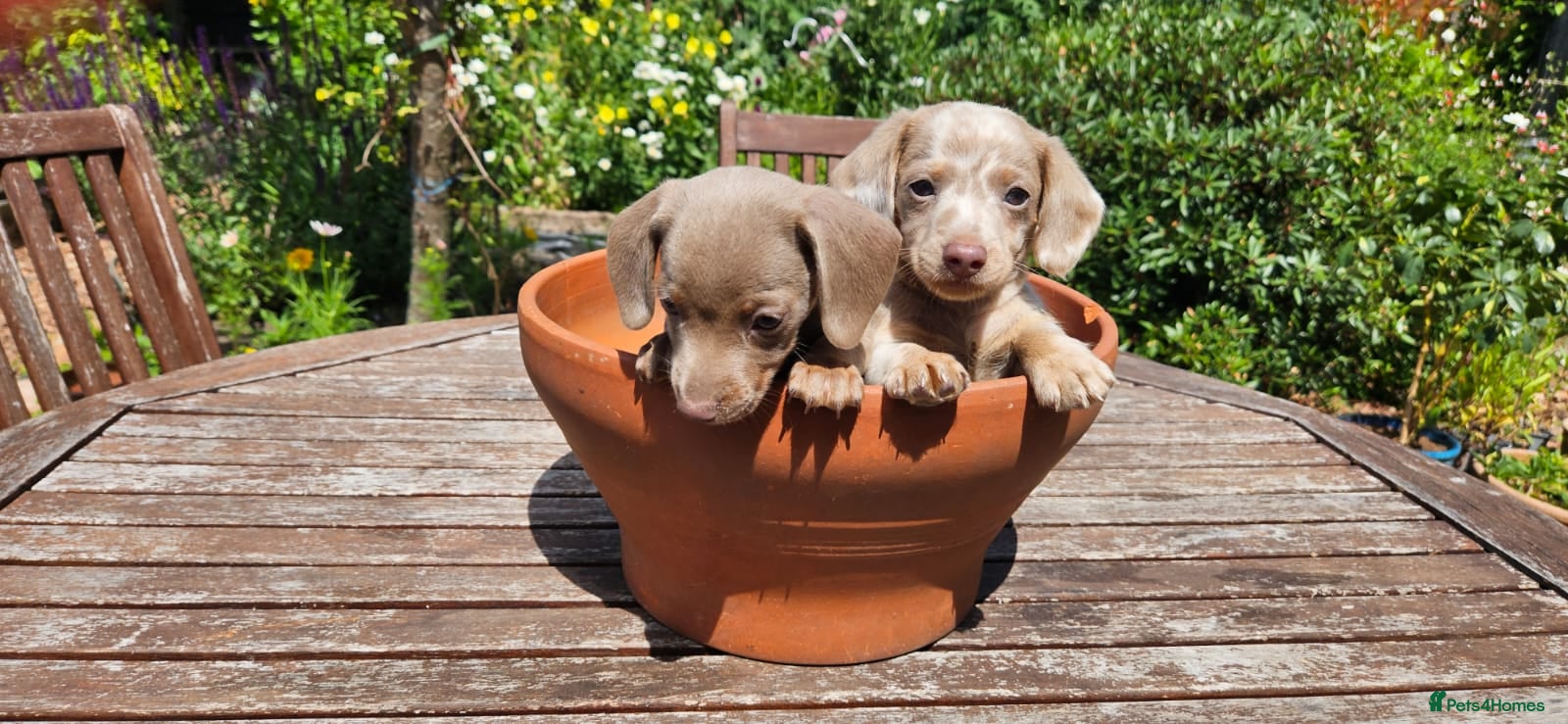 Miniature Dachshund dogs Reduced mini dachshund  - Advert 4