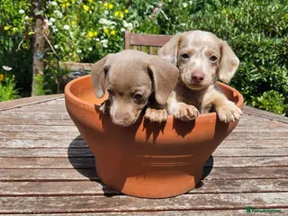 Miniature Dachshund dogs Reduced mini dachshund - Advert 4