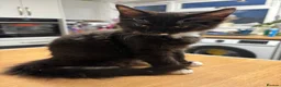 Ragcoon cats for sale: Only 2 beautiful boy Ragcoon's left  - Advert 8