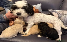 Shihpoo dogs for sale: Gorgeous shihtzu x miniature poodle puppies - Image 7