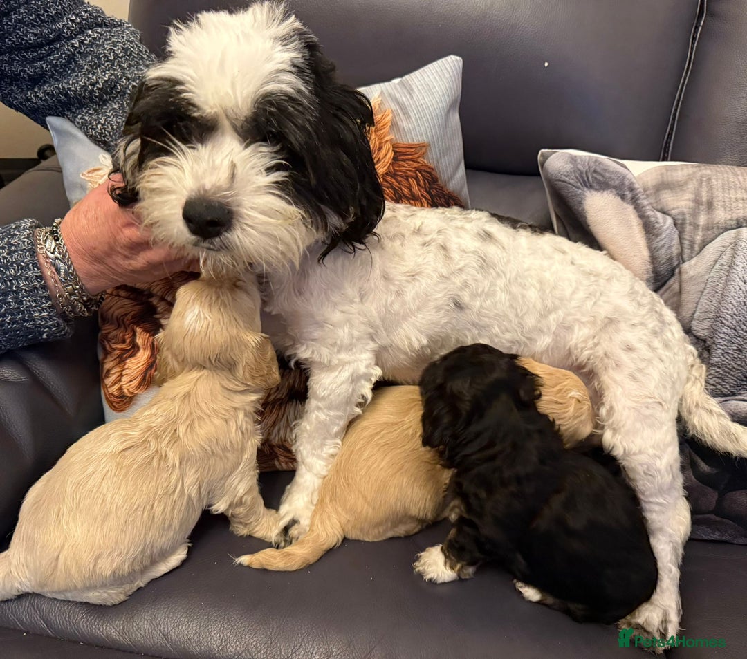 Shihpoo dogs for sale: Gorgeous shihtzu x miniature poodle puppies - Image 7