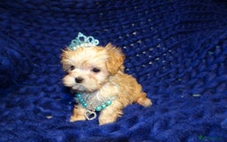 Maltipoo dogs for sale: *Micro Tiny F1 Maltese x Toy Poodle Maltipoo Pup* - Image 8