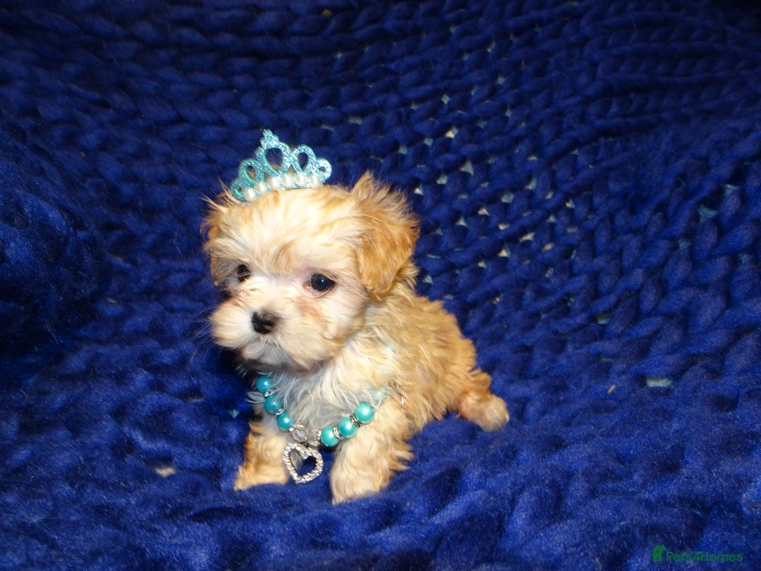 Maltipoo dogs for sale: *Micro Tiny F1 Maltese x Toy Poodle Maltipoo Pup* - Image 8