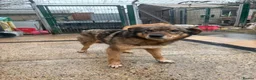 Mixed Breed dogs for adoption: Rufus - Taverham Norfolk  in Norwich - Advert 1