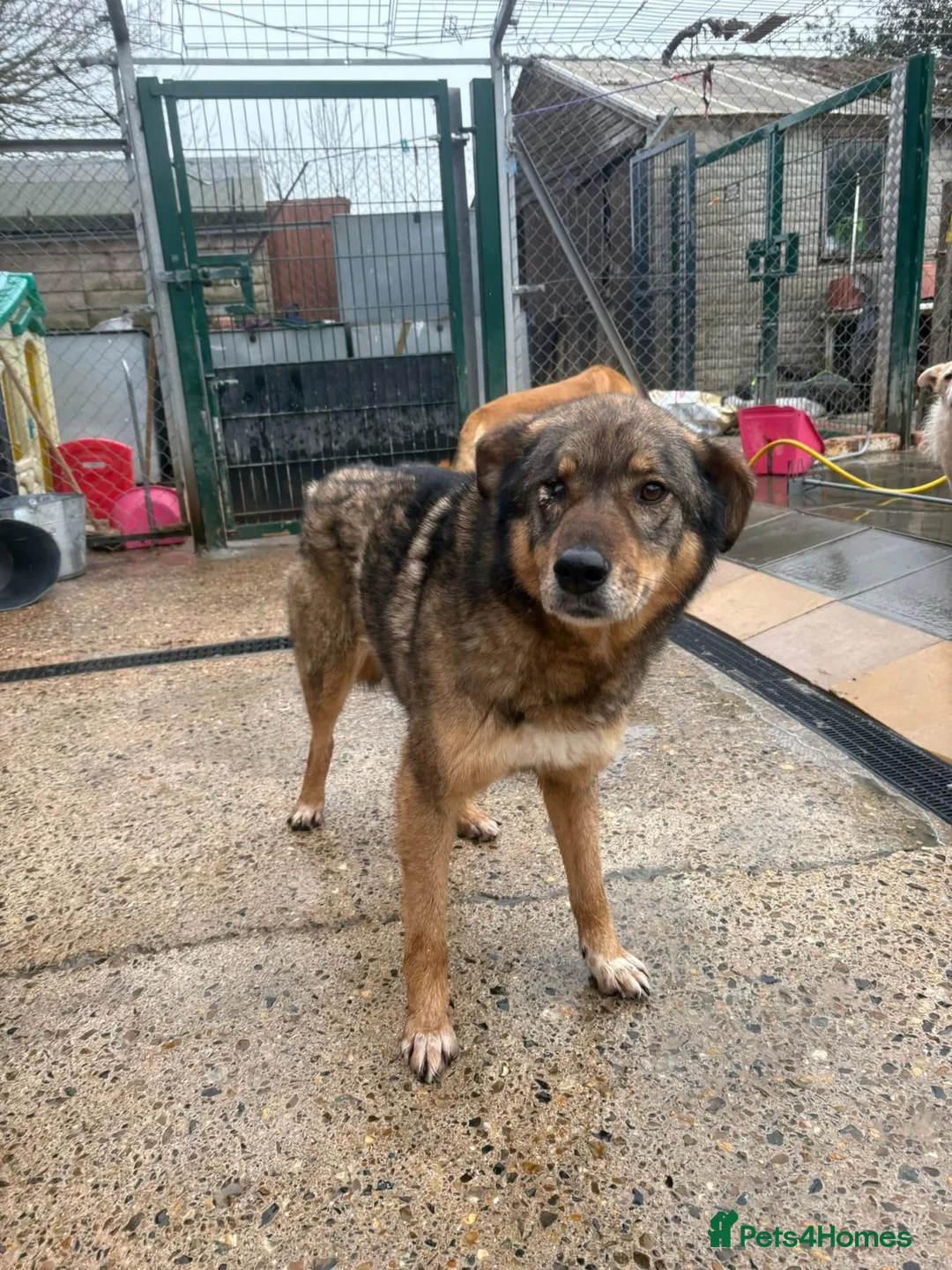 Mixed Breed dogs for adoption: Rufus - Taverham Norfolk  in Norwich - Advert 1