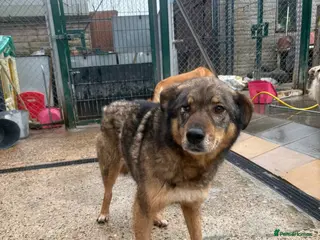 Mixed Breed dogs Rufus - Taverham Norfolk - Advert 1