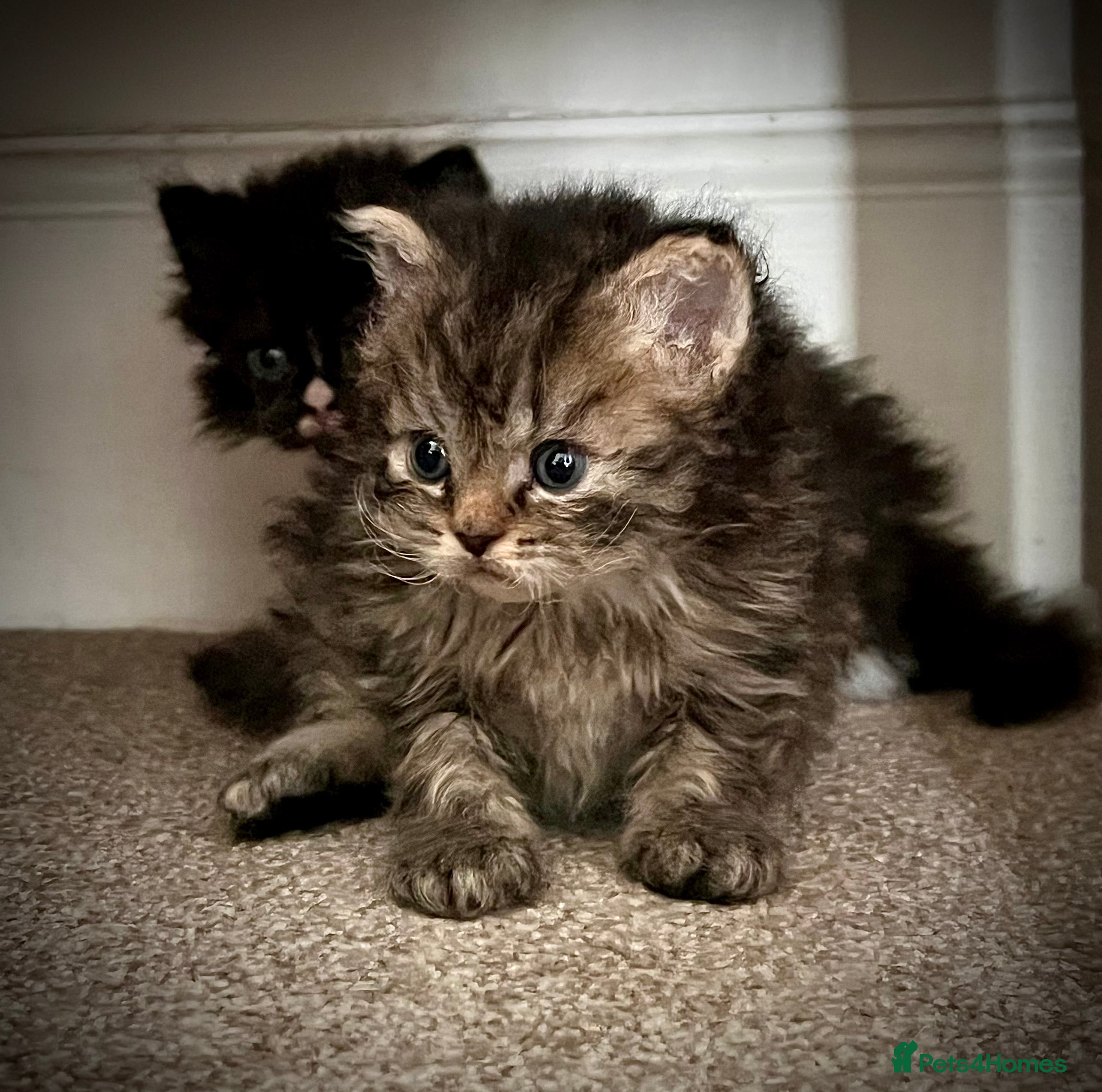 Selkirk Rex cats Stunning Selkirk rex kittens - Advert 9