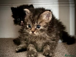 Selkirk Rex cats Stunning Selkirk rex kittens - Advert 9