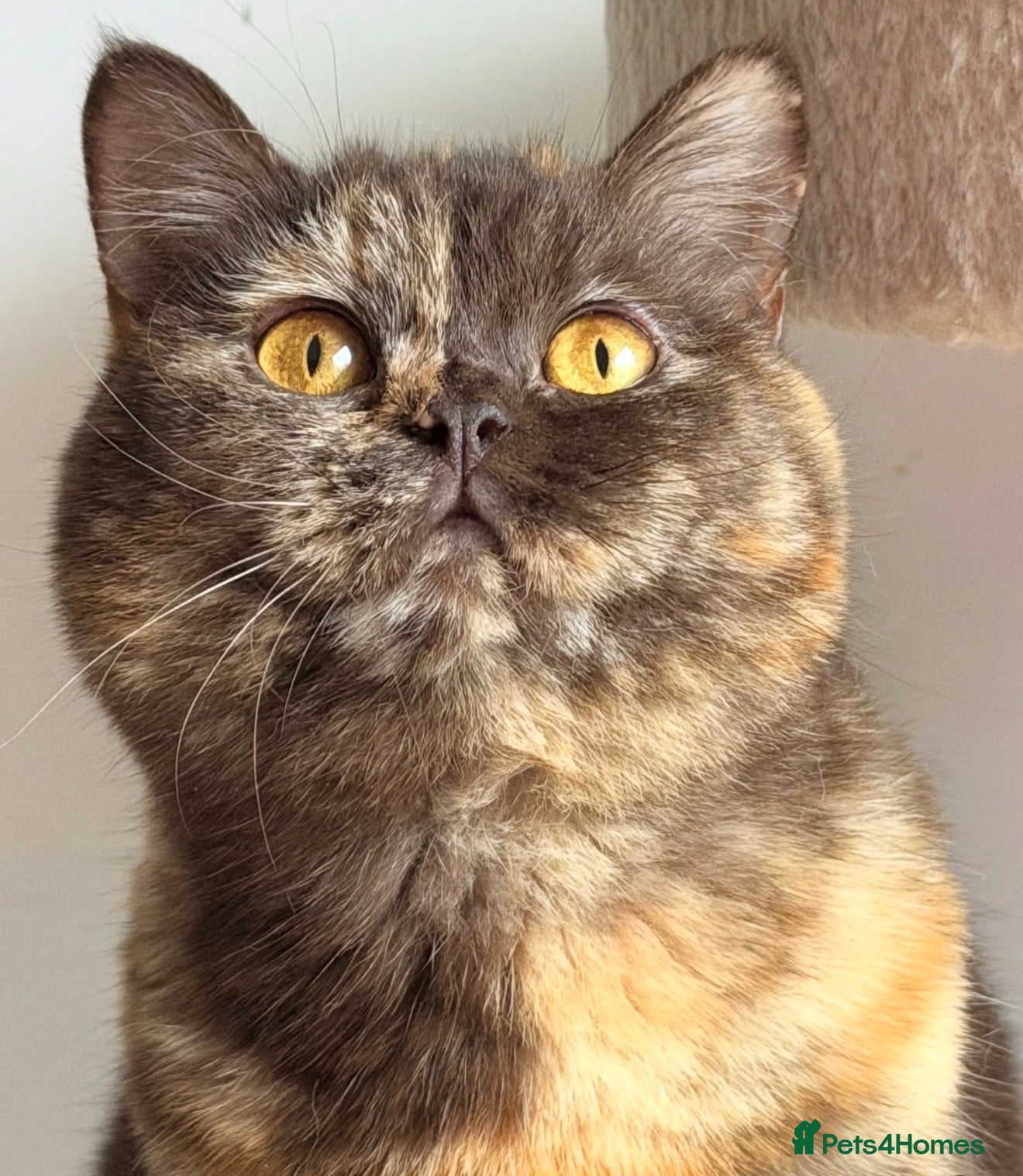 British Shorthair cats British Shorthair chocolate tortie girl  - Advert 1