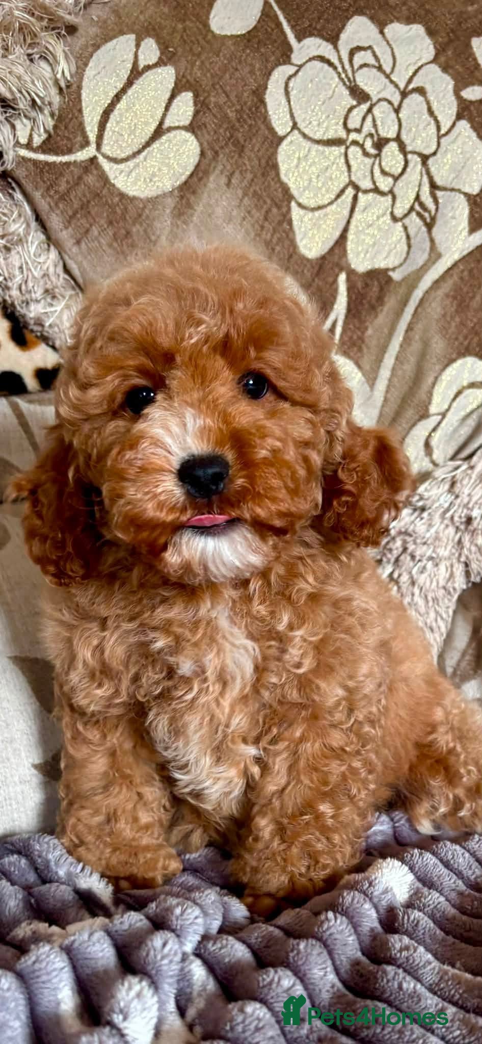 Cockapoo dogs Reduced for today Teddy Bear Cockapoos Ready - Advert 11