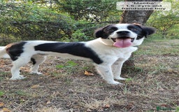 Mixed Breed dogs for adoption: Mecho, 1.5-2 yrs old. Available for adoption. - Image 12