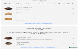 Chow Chow dogs for stud: Zoro Black Merle STUD Carrying Blue 💙 & Choc 🍫 - Advert 6