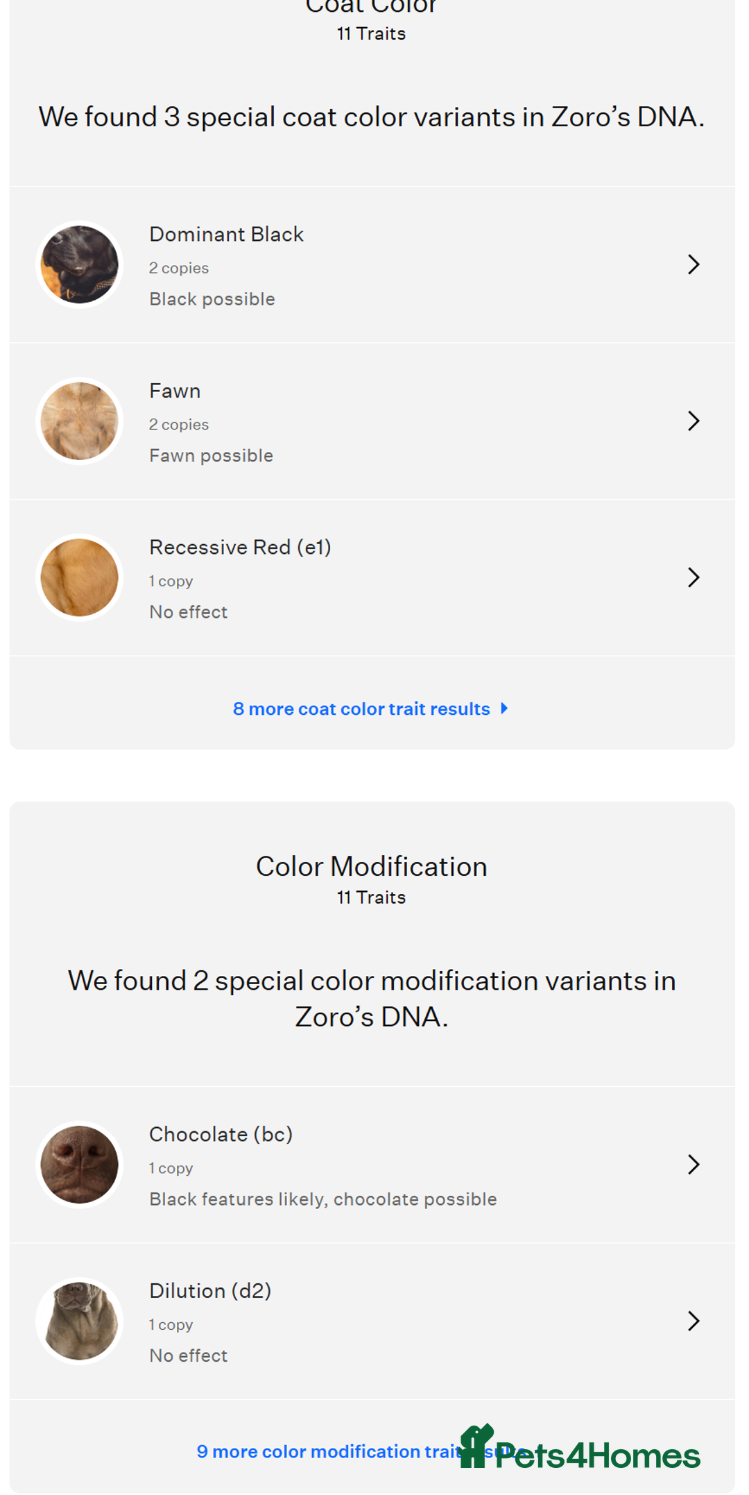 Chow Chow dogs for stud: Zoro Black Merle STUD Carrying Blue 💙 & Choc 🍫 - Advert 6