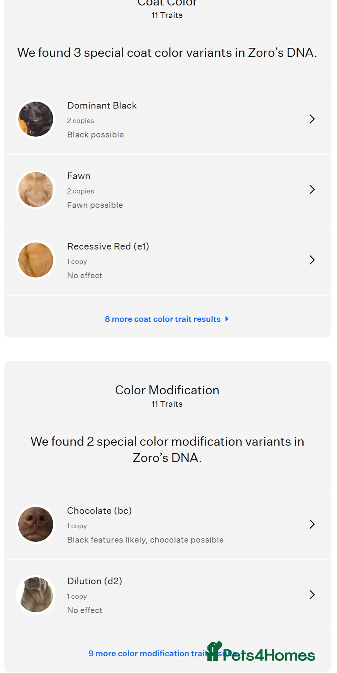 Chow Chow dogs for stud: Zoro Black Merle STUD Carrying Blue 💙 & Choc 🍫 - Advert 9