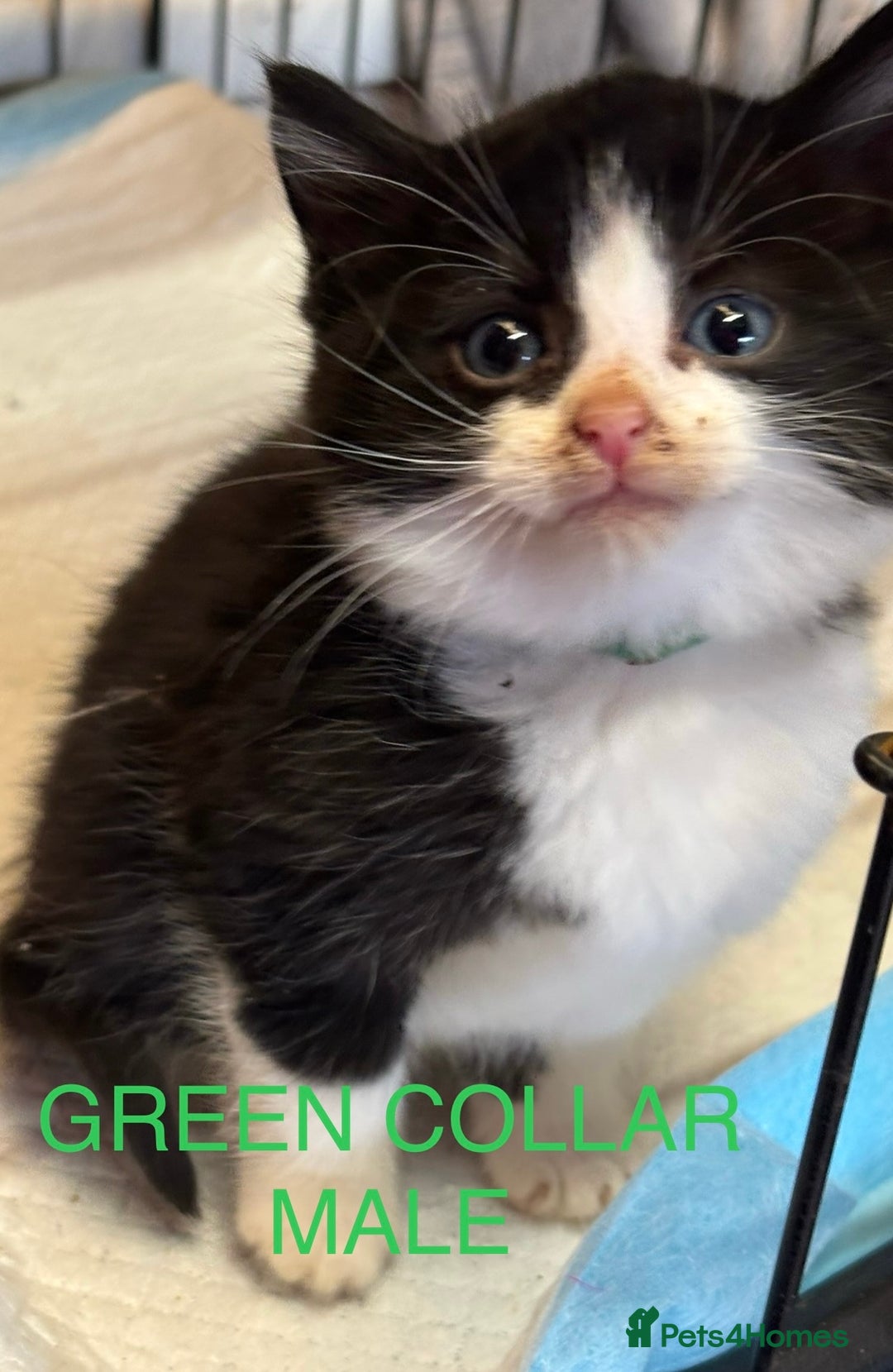 Mixed Breed cats for sale: Farm kittens for sale  - Image 5