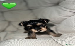 Yorkshire Terrier dogs for sale: Yorkies puppies  - Image 8
