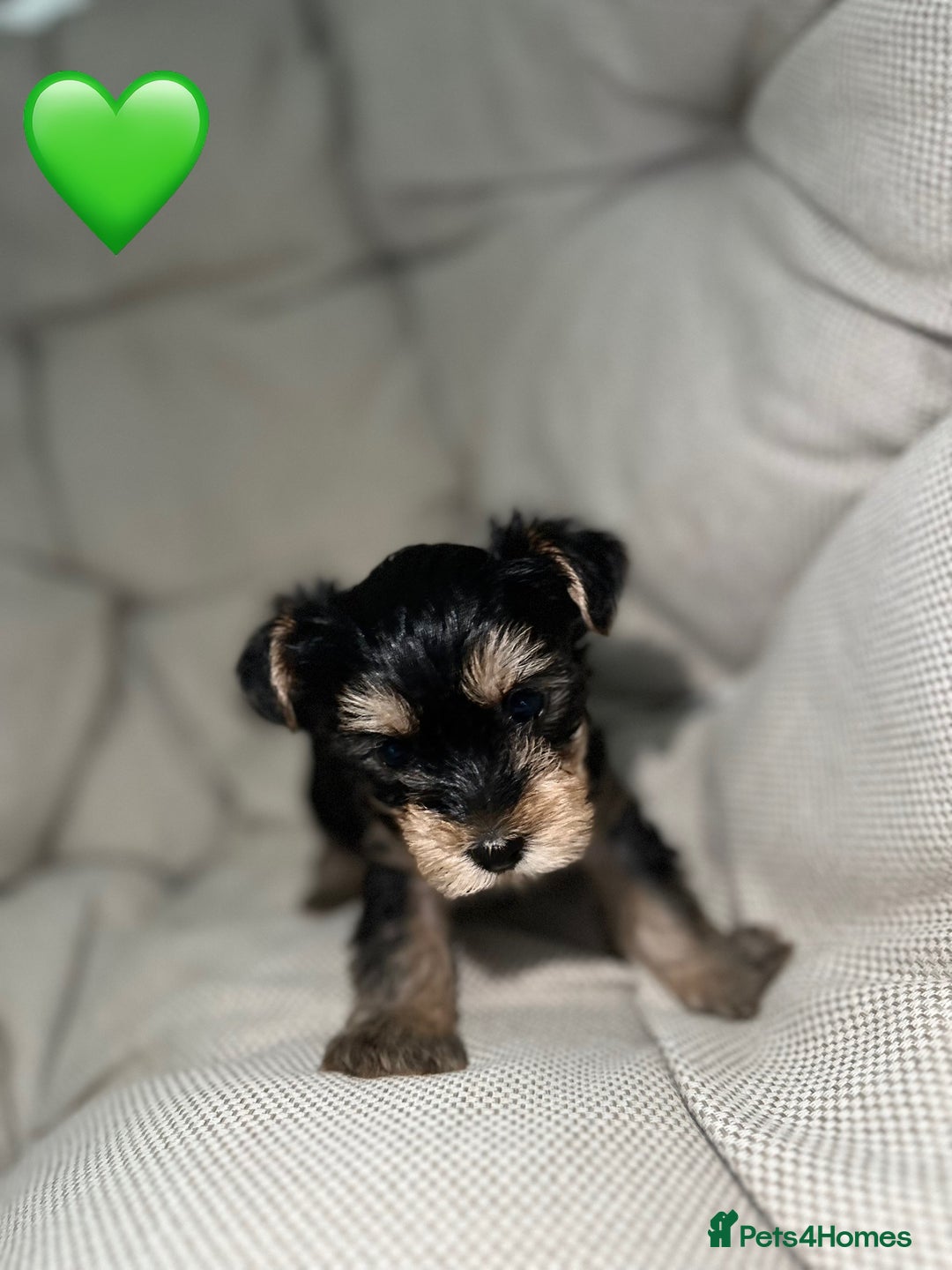 Yorkshire Terrier dogs for sale: Yorkies puppies  - Image 8
