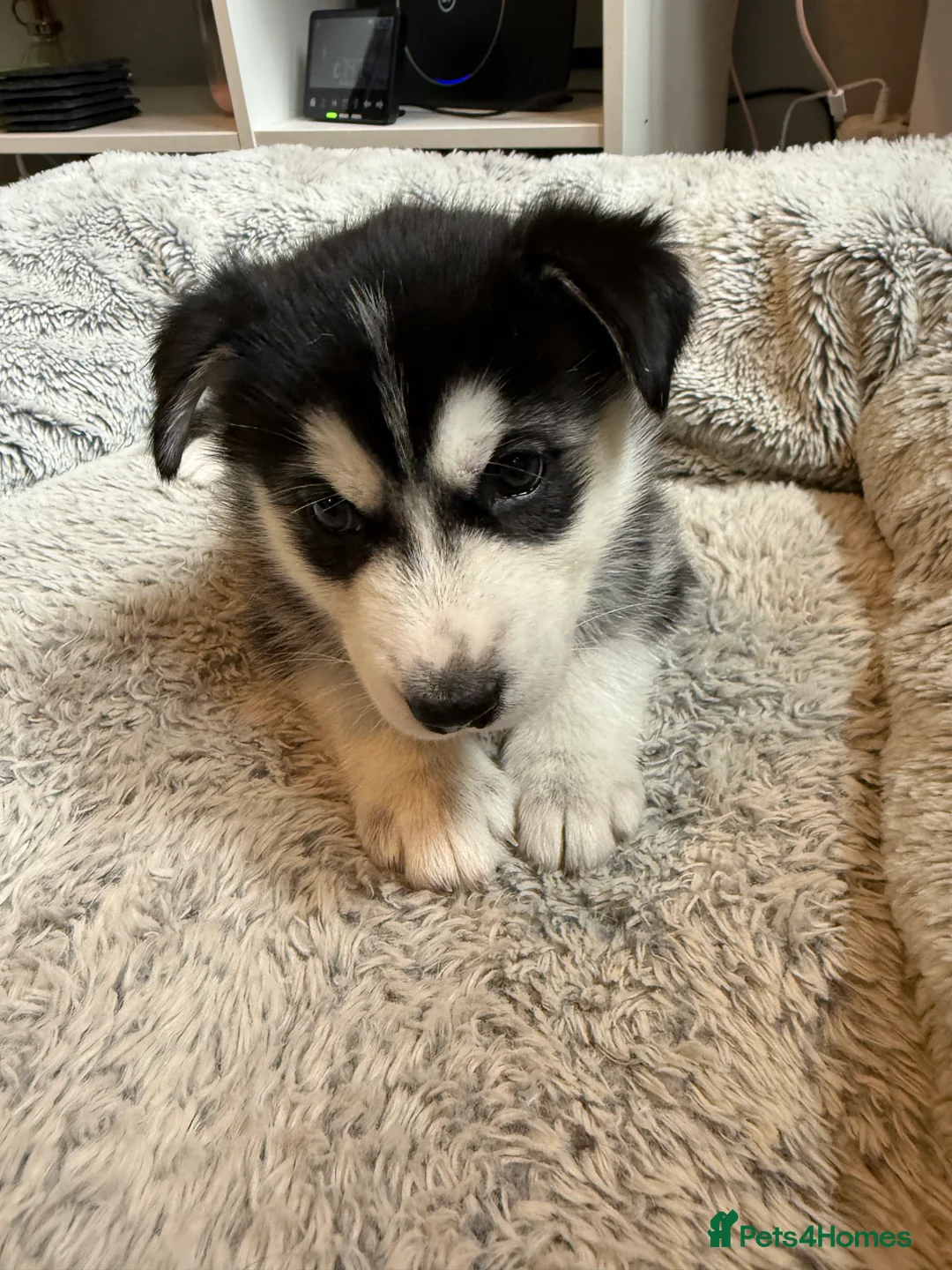 Siberian Husky dogs for sale: Gorgeous, Healthy & Fully Insured Siberian puppies in Stanmore - Advert 21