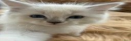 Ragdoll cats for sale: 7 Beautiful blue eyed pedigree Ragdolls - Advert 7