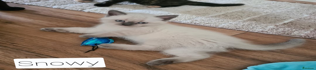 British Shorthair Kitten 1