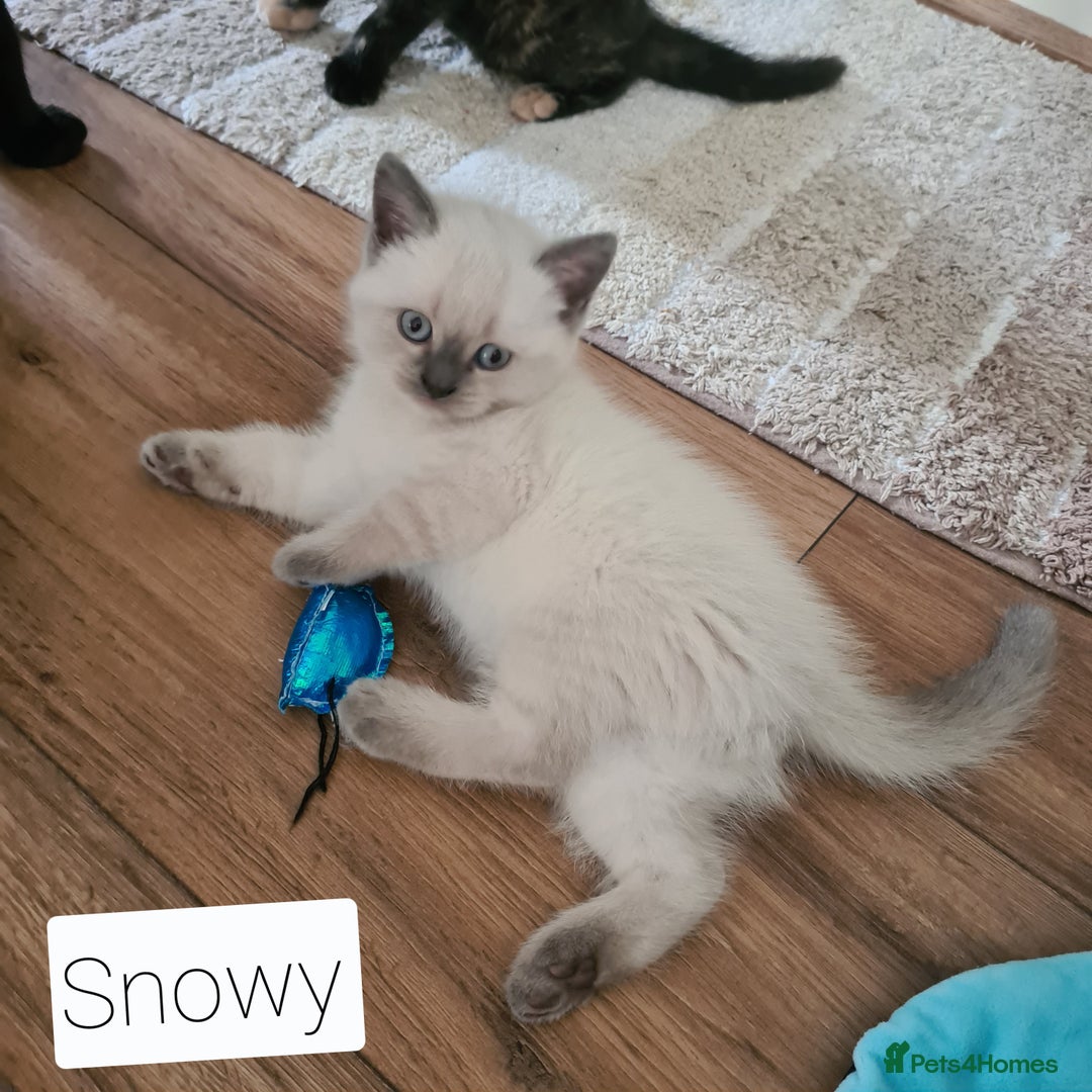 British Shorthair cats for sale: Beautiful British shorthair kittens - Image 7