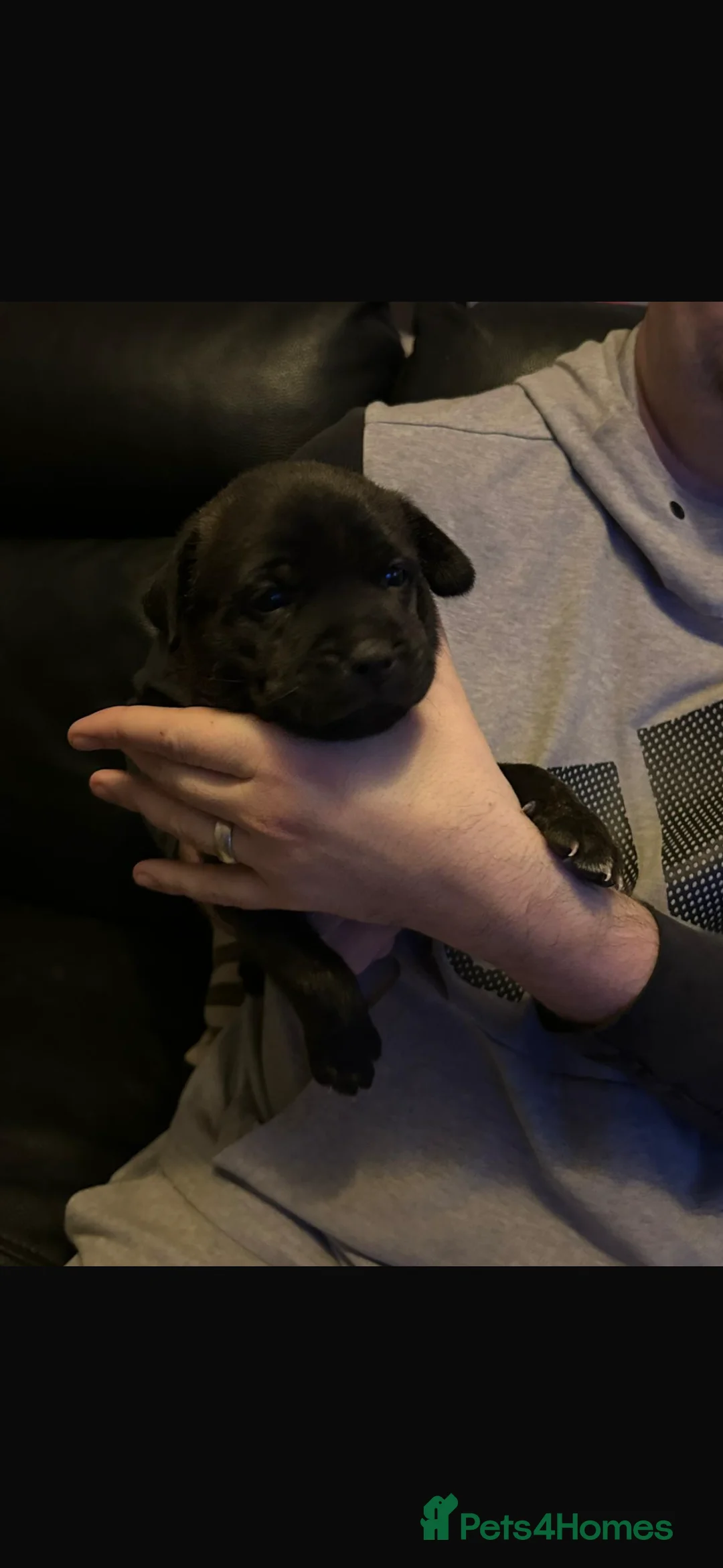 Mixed Breed dogs for sale: All pups now SOLD !! - Advert 4