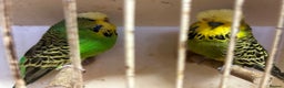 Budgerigars birds for sale: Budgies for Sale, all in good health  - Advert 18