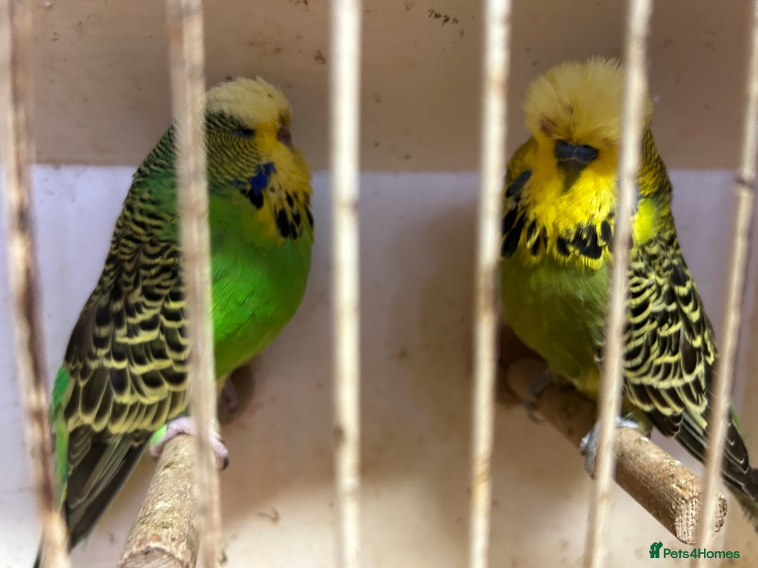 Budgerigars birds for sale: Budgies for Sale, all in good health  - Advert 18