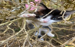 Mixed Breed cats for sale: beautiful kittens - Image 7